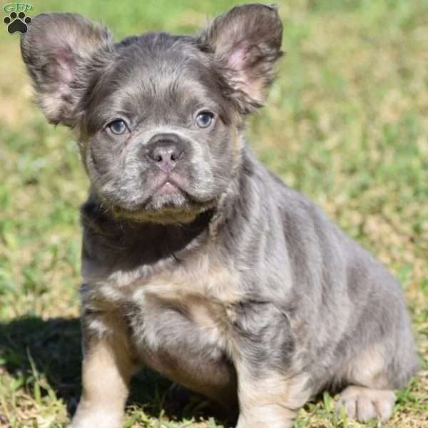 Shelly, French Bulldog Puppy